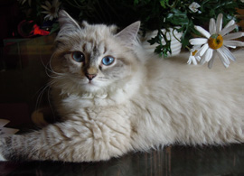 The siberian cat